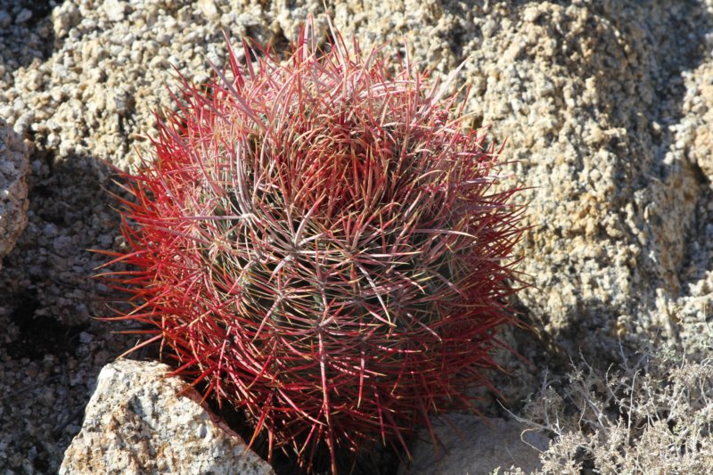 ferocactusacanthodes.jpg