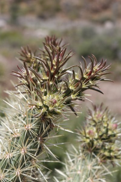 cylindropuntiaacanthocarpa.jpg