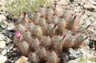 echinocereusengelmannii_small.jpg