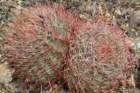 ferocactusacanthodes2_small.jpg