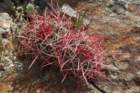 ferocactusacanthodes_small.jpg