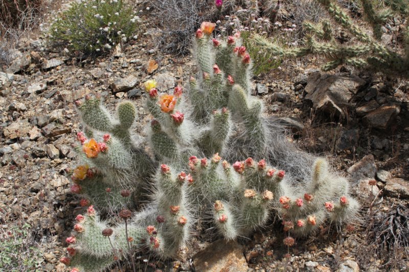 opuntiaerinacea.jpg