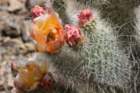 opuntiaerinacea2_small.jpg