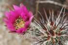 echinocereusengelmannii2_small.jpg