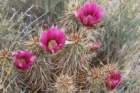 echinocereusengelmannii3_small.jpg