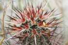 echinocereusengelmannii_small.jpg