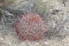 ferocactusacanthodes_small.jpg