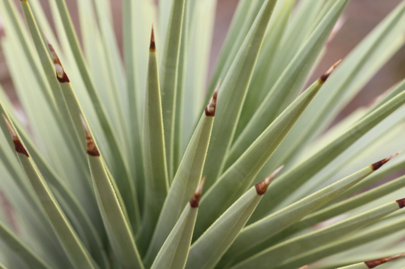 yuccabrevifolia.jpg
