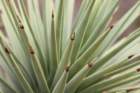 yuccabrevifolia_small.jpg
