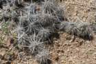 corynopuntiaclavata_small.jpg