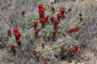 echinocereustriglochiadatusvarmojavensis2_small.jpg