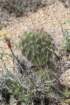 opuntiaerinacea_small.jpg