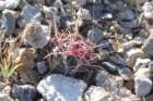 echinocactuspolycephalus_small.jpg