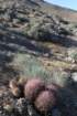 habitatechinocereusengelmanniilhsechinocactuspolycephalusrhs_small.jpg