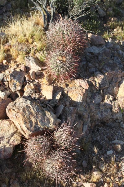 echibocactuspolycephalus.jpg