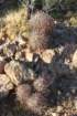 echibocactuspolycephalus_small.jpg