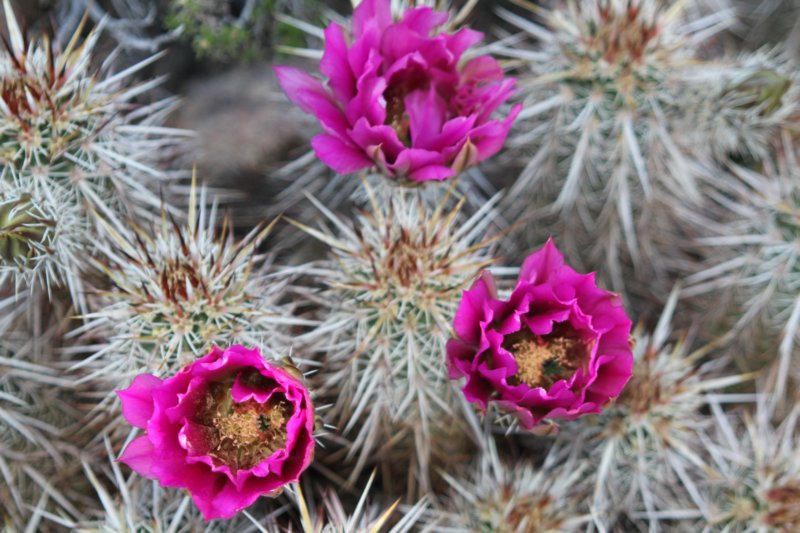 echinocereusengelmannii2.jpg