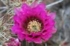 echinocereusengelmannii_small.jpg