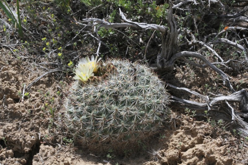 pediocactussimpsonii2.jpg