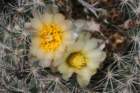 pediocactussimpsonii3_small.jpg