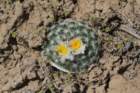 pediocactussimpsonii5_small.jpg