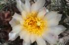 pediocactussimpsonii6_small.jpg