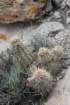 echinocereusengelmannii_small.jpg