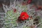 echinocereustriglochiadatusvarmojavensis_small.jpg