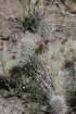 opuntiaerinacea_small.jpg