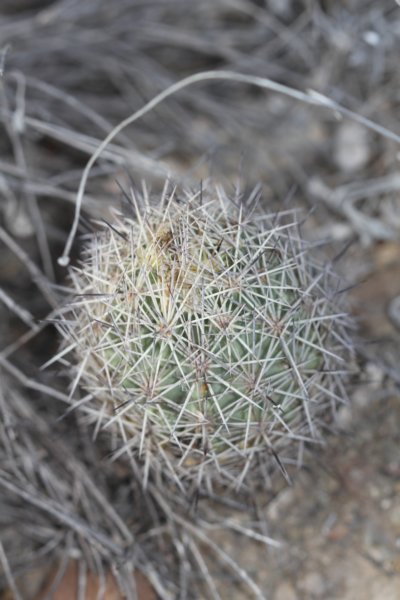 echinomastuswarnockii4.jpg