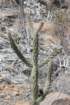 cylindropuntiaimbricata_small.jpg