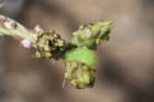 cylindropuntialeptocaulis_small.jpg