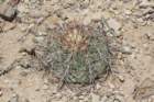 echinocactushorizonthalonius_small.jpg