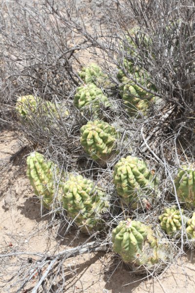 echinocereusenneacanthus.jpg