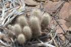 echinocereusrussanthus3_small.jpg