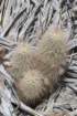 echinocereusrussanthus_small.jpg