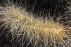 echinocereusstramineuscristate2_small.jpg