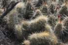 echinocereusstramineuscristate_small.jpg