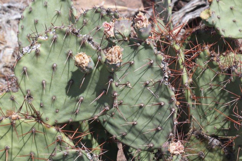 opuntiaphaeacantha.jpg
