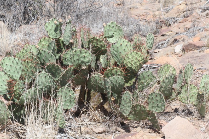 opuntiaphaeacantha2.jpg
