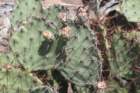 opuntiaphaeacantha_small.jpg