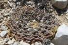 ariocarpusfissuratus2_small.jpg