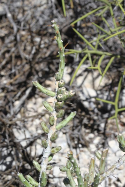 cylindropuntialeptocaulis.jpg