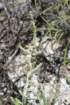 cylindropuntialeptocaulis_small.jpg