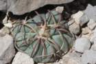 echinocactushorizonthalonius2_small.jpg