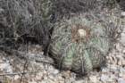 echinocactushorizonthalonius_small.jpg