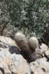 echinocereusdasyacanthus_small.jpg