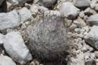 echinomastusmariposensis2_small.jpg
