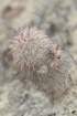 echinocereusrussanthus2_small.jpg