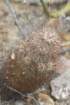 echinocereusrussanthus_small.jpg